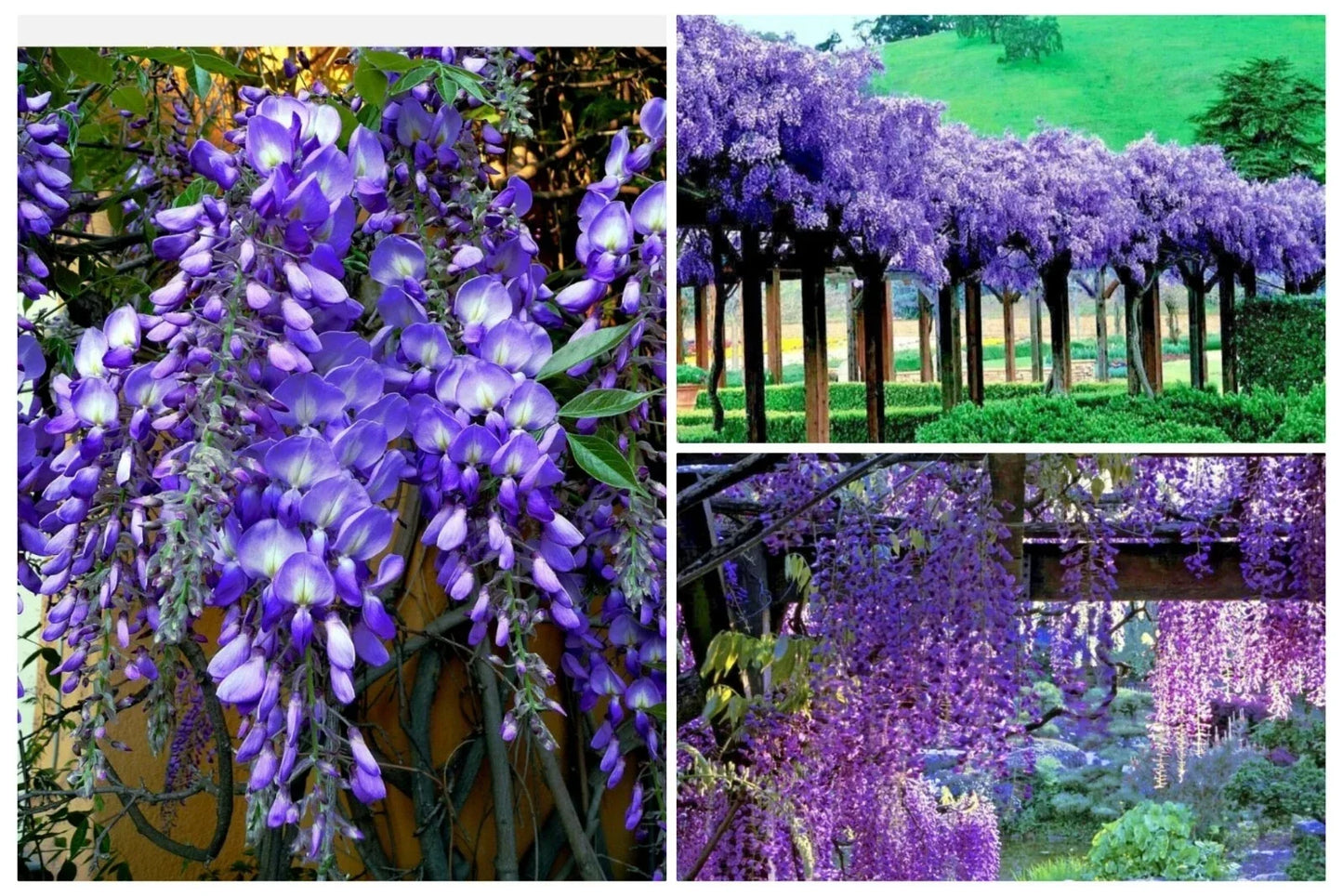 Wisteria Seeds Pack 20+ | Fast Growing Flower Vine | Hardy Wisteria sinensis for Garden, Trellis & Bonsai