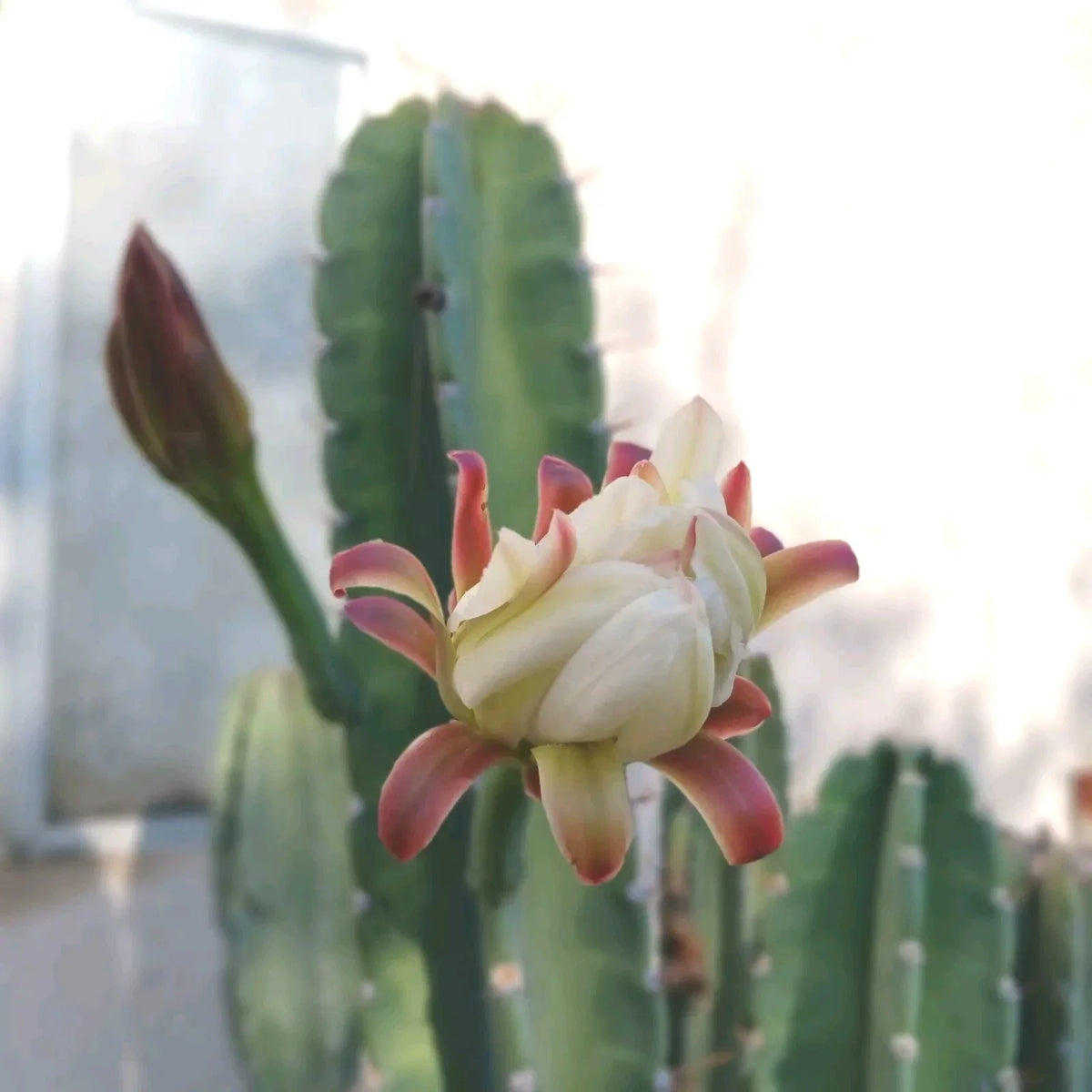 Cereus Peruvianus Cuttings - 6-8 Inch Peruvian Apple Cactus Set of 2 - Drought-Tolerant Indoor Outdoor Succulent