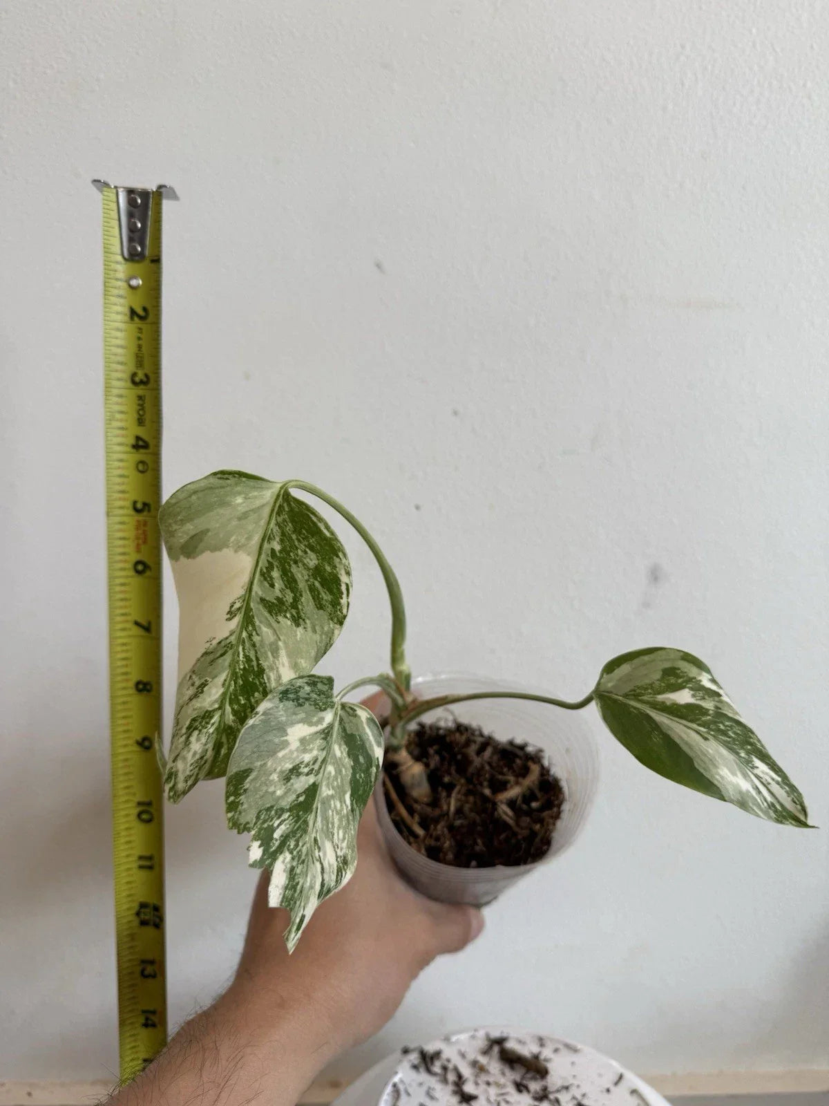 Rooted Variegated Monstera Albo Borsigiana Plant – Rare Indoor Houseplant in 6-Inch Pot, Monstera Deliciosa Var. Albo