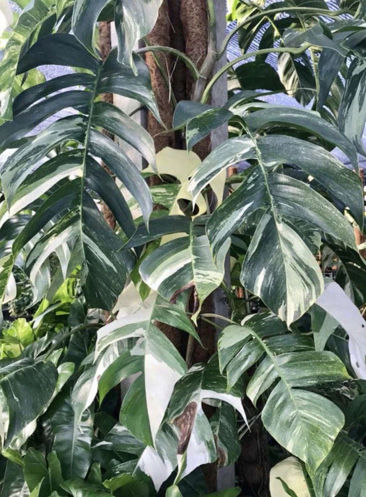 Epipremnum Pinnatum Albo Cutting - Rare White Variegated Pothos Plant for Indoor Gardening and Propagation
