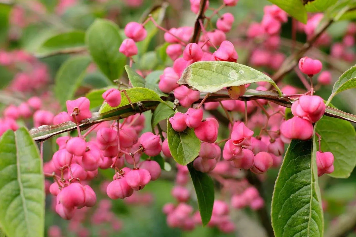 Cork Spindle Shrub Seeds - 10 Pack | Euonymus phellomanus Hardy Shrub Seeds