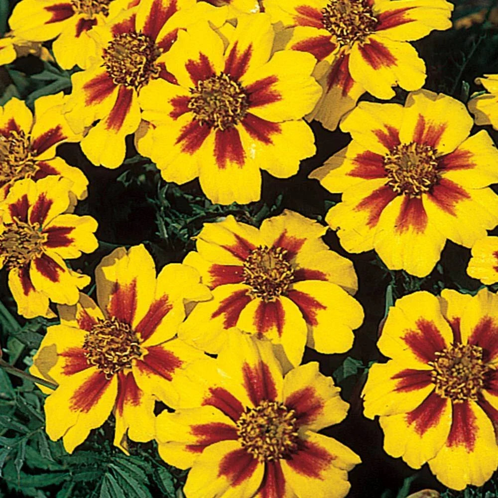 French Marigold Seeds, Dwarf Compact Tagetes patula, Yellow and Orange Blooms, Garden Planting, Pack of 50 Seeds