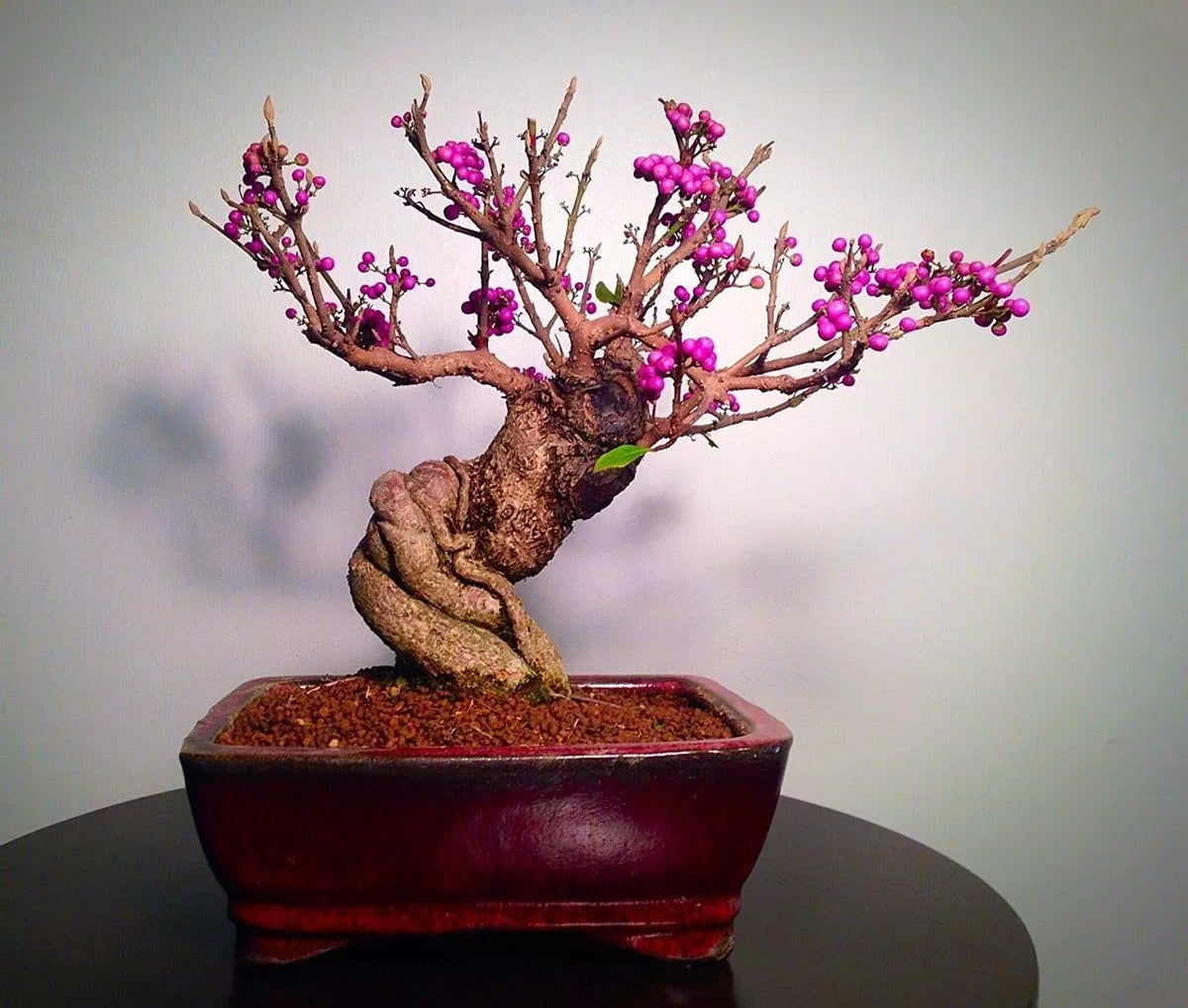 Bonsai Beauty Berry Seeds - 20 Non-GMO Callicarpa Americana Seeds for Gardens and Bonsai
