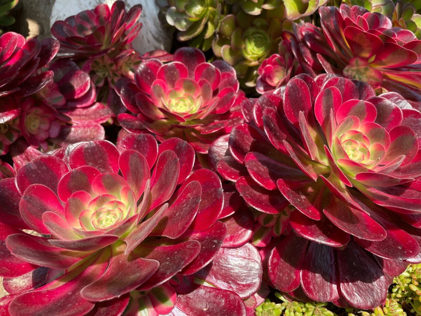 Aeonium Medusa Succulent Cutting or Rooted Plant - Pink to Purple Variegated, Easy Care Houseplant, Crassulaceae