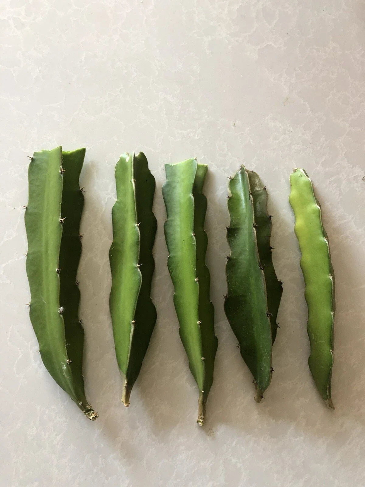 Red Dragon Fruit Cuttings 5 Pcs Pink Skin Red Flesh Hylocereus undatus for Planting