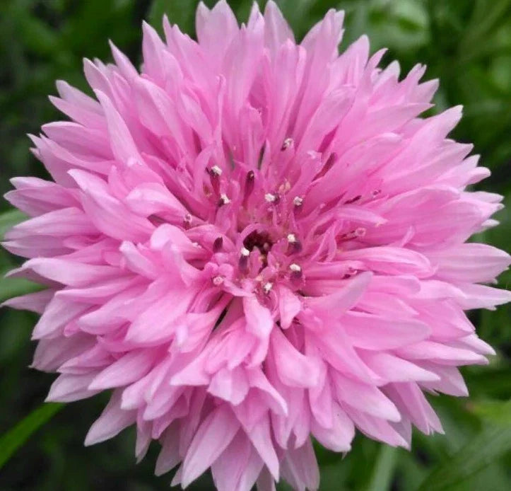 Pink Cornflower Seeds - 200+ Tall Pink Bachelor Button Wildflower Seeds (Centaurea cyanus) for Gardens, Pollinator Attracting, Full Sun