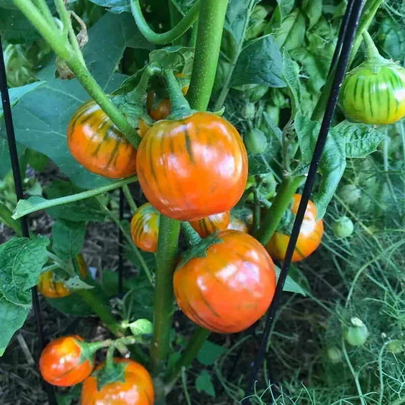 Turkish Orange Eggplant Seeds - Organic Non-GMO Solanum melongena - 20 Pack for Home Garden & Culinary Use