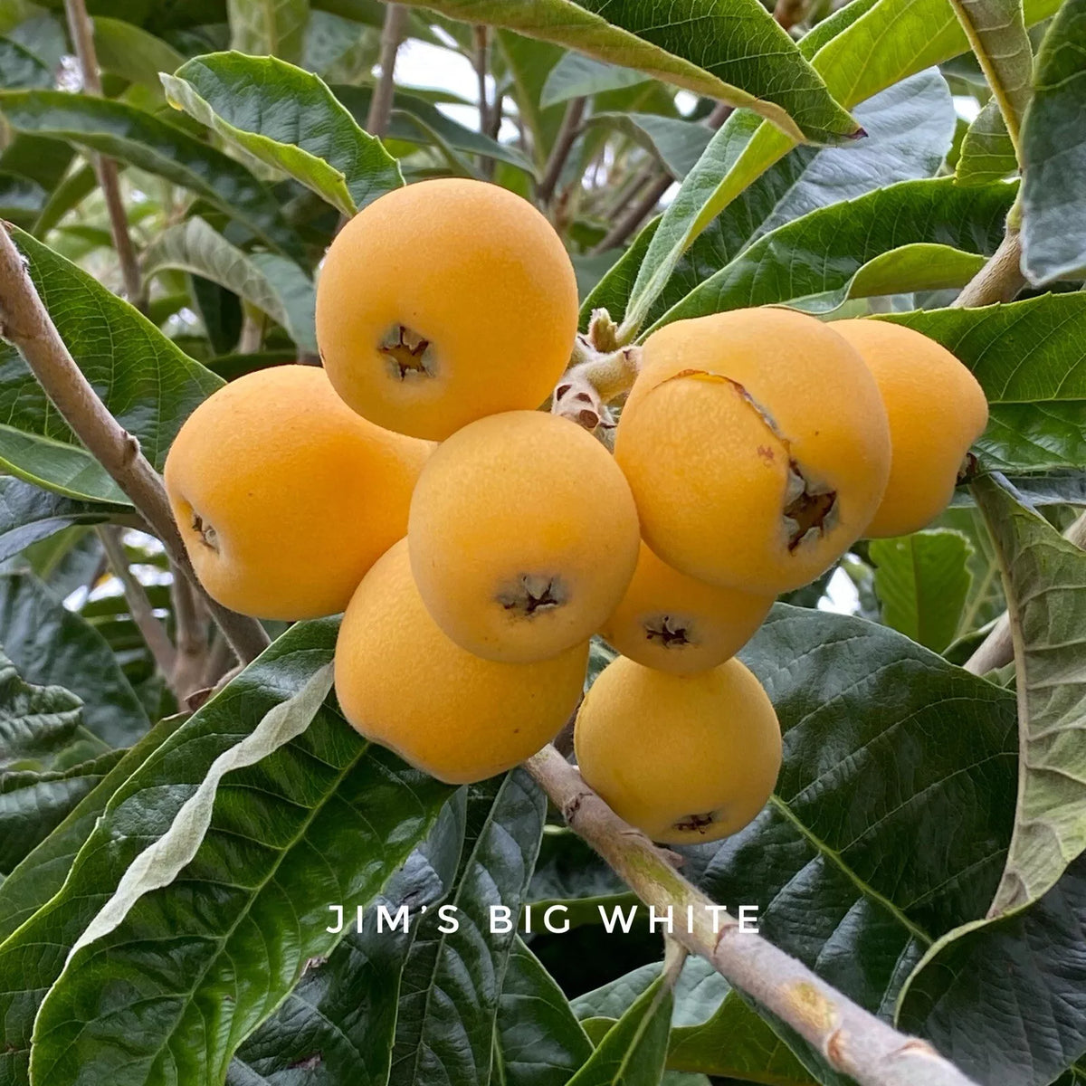 Big Jim White Loquat Scions – 3 Grafting Cuttings – Sweet Eriobotrya japonica Fruit Variety