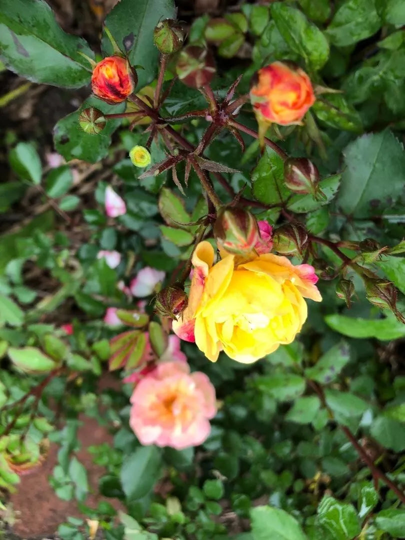 Fragrant Rosa Easy Going Shrub Rose Cuttings - 3 Pack, 6" Long, Pink Bloom, Low Maintenance, Rosa 'Easy Going'