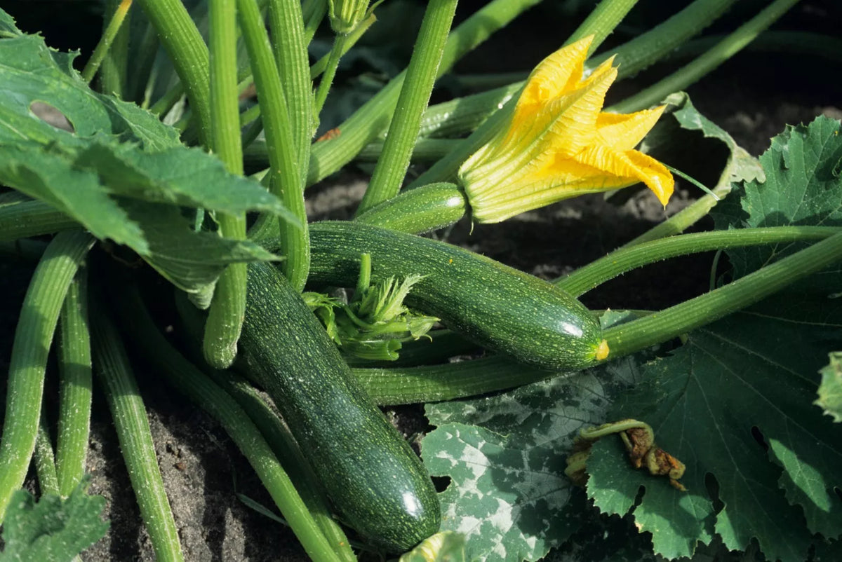 Black Beauty Zucchini Seeds - Non-GMO Summer Squash, Heirloom, Organic Gardening Supplies, Cucurbita pepo