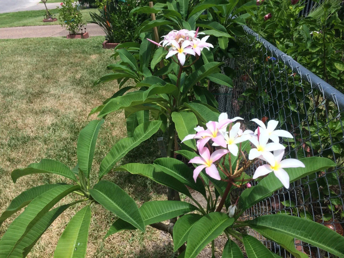 Plumeria Cuttings 9-12" Slaughter Pink Plumeria rubra Tropical Flowering Plant for Garden & Container