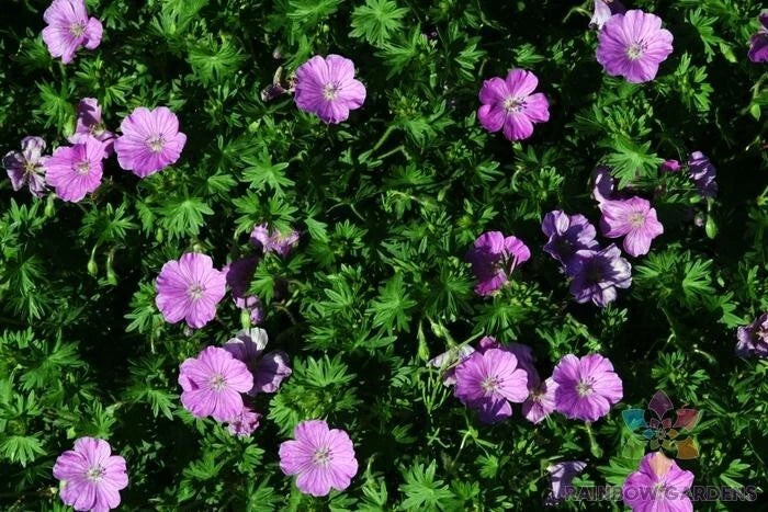 Glenluce Geranium Seeds - 25+ Pack Pelargonium 'Glenluce' - USA Grown