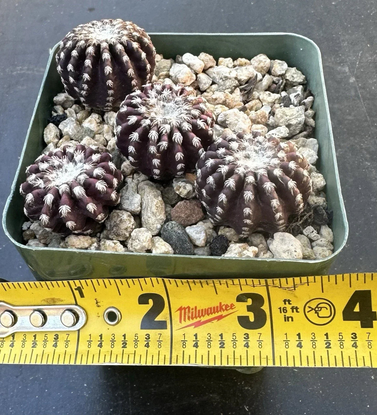 Discocactus Horstii Rare Cactus Plant - Seed-Grown, Healthy Own Roots, Challenging Succulent for Collectors