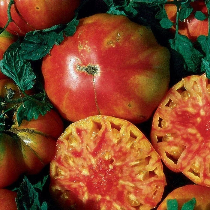 Heirloom Hillbilly Tomato Seeds - Organic Non-GMO, Rare Variety, Vibrant Yellow & Orange Fruits, Solanum lycopersicum, Seed Pack