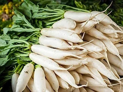 Daikon Radish Seeds - 100 Pack Cover Crop Seeds for Planting Raphanus sativus var. longipinnatus