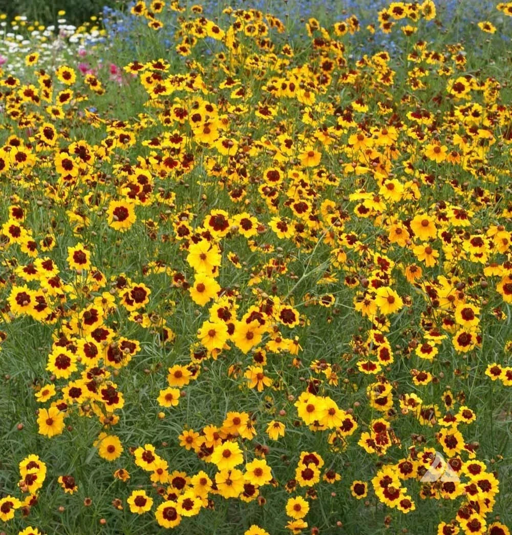 Coreopsis Seeds - Plains Calliopsis Wildflower, Heirloom, Full/Part Sun, 500 Seeds, Coreopsis tinctoria