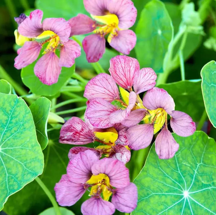 Nasturtium Seeds Purple Emperor Edible Flowers Non-GMO Heirloom Tropaeolum majus 15 Seeds