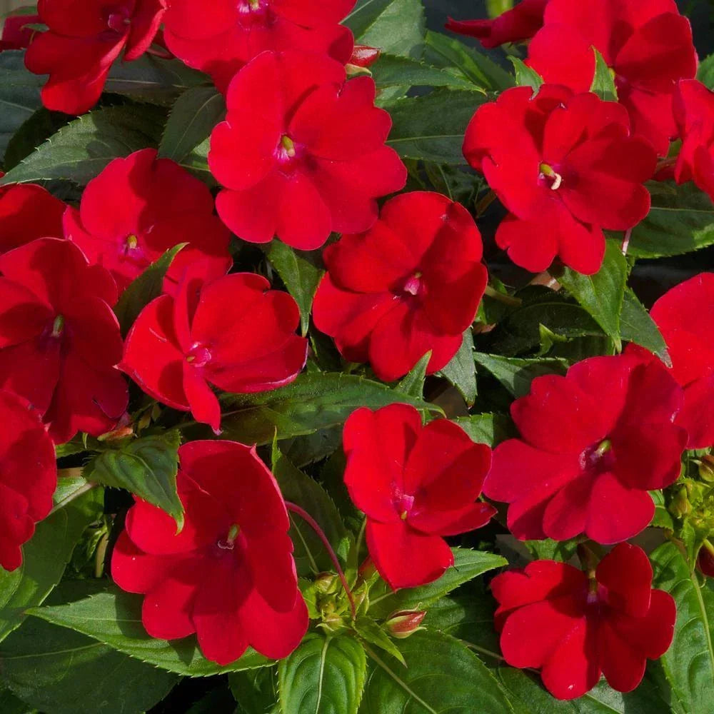 Busy Lizzy Impatiens Seeds - 1000 Count Royal Red - Impatiens walleriana Sun & Shade
