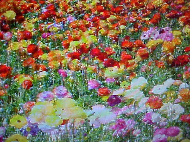 Wildflower Seed Mix 2 lb Annual & Perennial Flower Blend for Garden, 24 Varieties