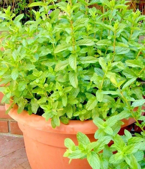 Spearmint Seeds - 300+ Organic Mentha spicata for Tea & Garden