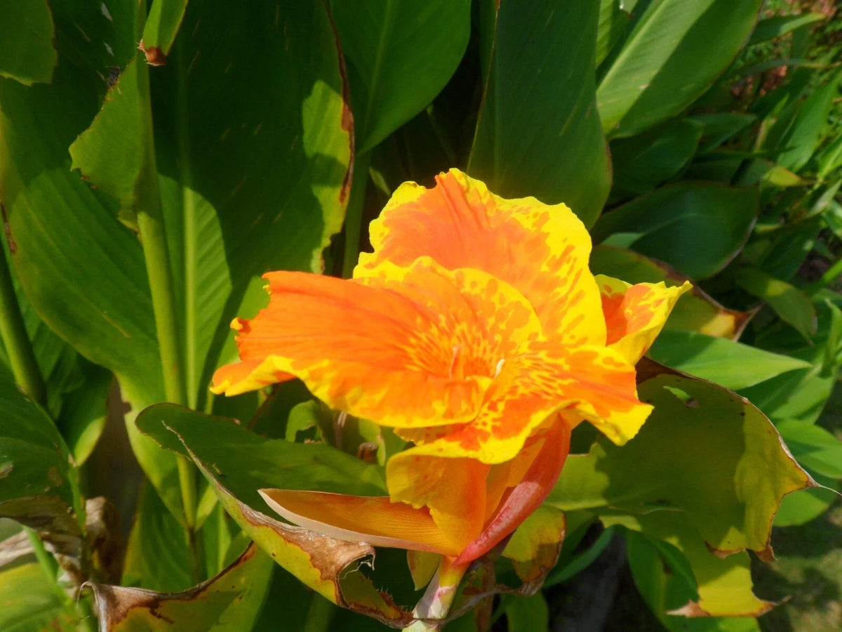 Canna Lily Rhizome Florence Vaughan Tropical Flowering Plant Canna indica Garden Bulb