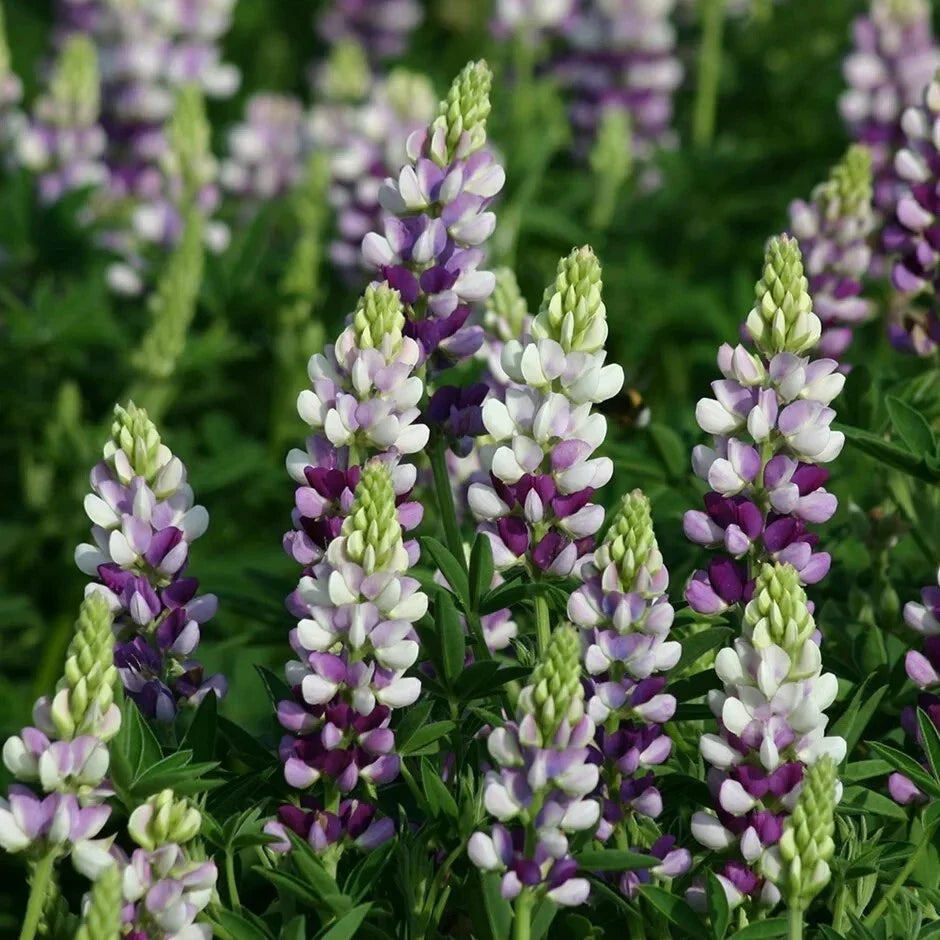 25 Lilac White Lupine Seeds - Perennial Hardy Flowers - Lupinus polyphyllus - Easy to Grow Garden Seeds