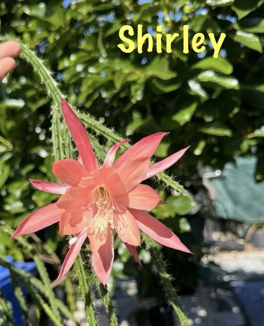 3 Shirley Aporocactus Succulents | Potted Aporophyllum Cactus | Indoor/Outdoor Greenhouse Plants