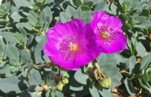 Calandrinia Spectabilis Rock Purslane 4" Unrooted Cuttings Succulent Drought-Tolerant Bright Flowers