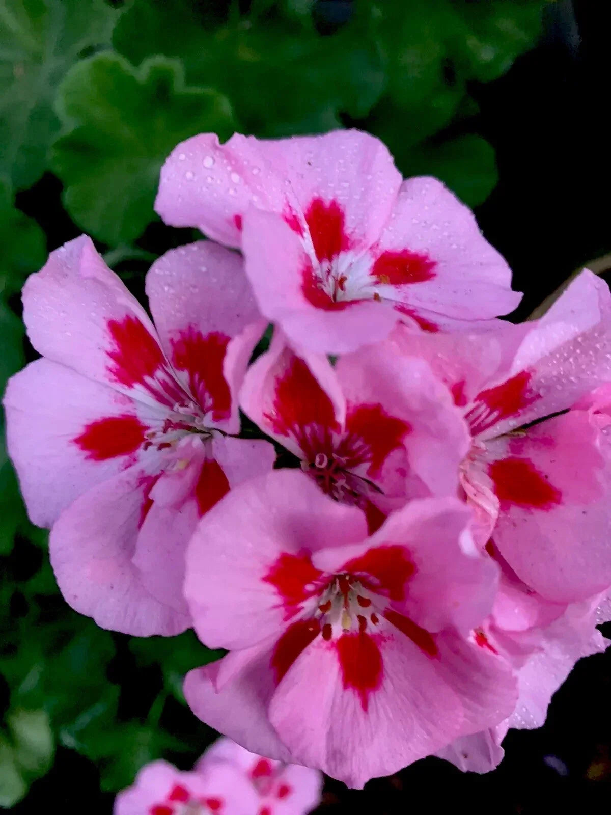 Geranium Live Plant – Baby Pink with Bright Red Center – Perennial Pelargonium for Garden or Container