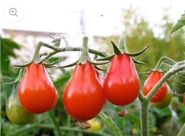 Red Pear Tomato Seeds - Heirloom Non-GMO Solanum lycopersicum, Pear-Shaped, Flavorful, Pack of 25 Seeds