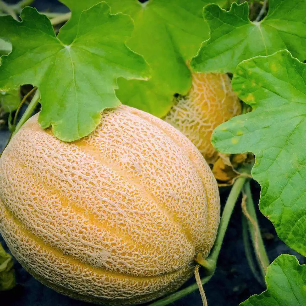 Hales Best Jumbo Cantaloupe Seeds, Non-GMO Muskmelon, Heirloom, 50 Seeds for Home Gardening