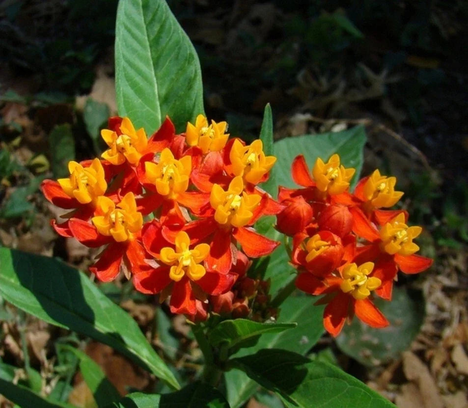 Tropical Milkweed Seeds - 30+ Heirloom Asclepias curassavica for Butterfly Gardens, Full Sun, Easy to Grow