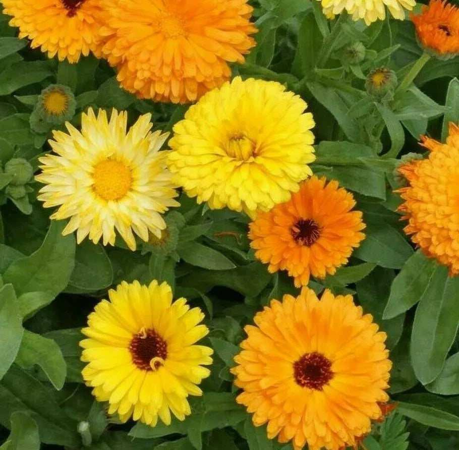 Calendula Flower Seeds - Pacific Beauty Mix, Annual, Orange, Calendula officinalis, Bright Blooming Flowers