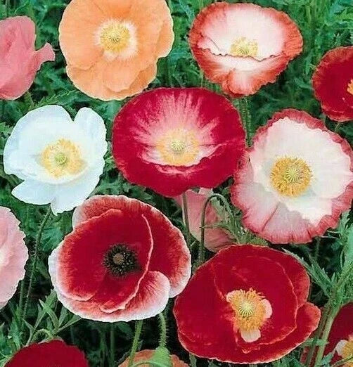 Double Shirley Poppy Seeds - 1000+ Mixed Colors Annual Flower Seeds Papaver rhoeas for Bright Garden Borders