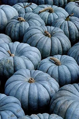Blue Pumpkin Seeds 100 Count | Heirloom Blue Jarrahdale Pumpkin Seeds for Gardening