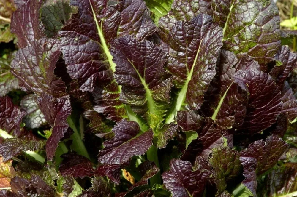 Giant Red Mustard Seeds 500+ Non-GMO Vegetable Garden Greens Brassica juncea var. rugosa Seed Packet