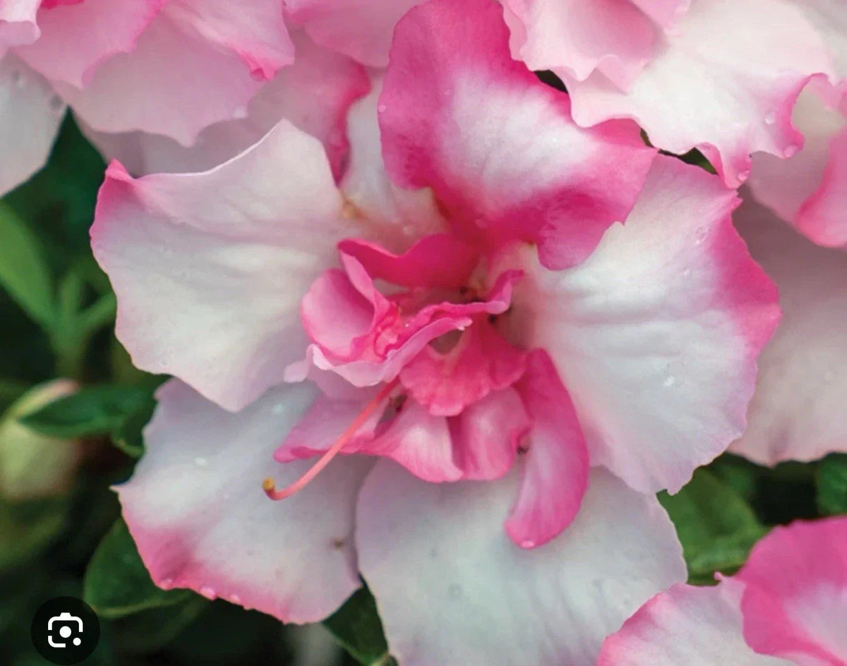 Encore Autumn Kiss Azalea Starter Plant - Pink Flowers, Deciduous, Rhododendron 'Autumn Kiss' in 1-Gallon Pot
