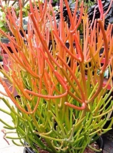 Sticks on Fire Pencil Cactus Cuttings - 5 Euphorbia Tirucalli Succulent Plants for Indoor & Outdoor Gardening