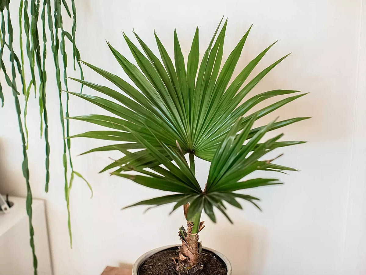 Fan Palm Bonsai Tree Seeds - 10 Pack Livistona spp. for Planting