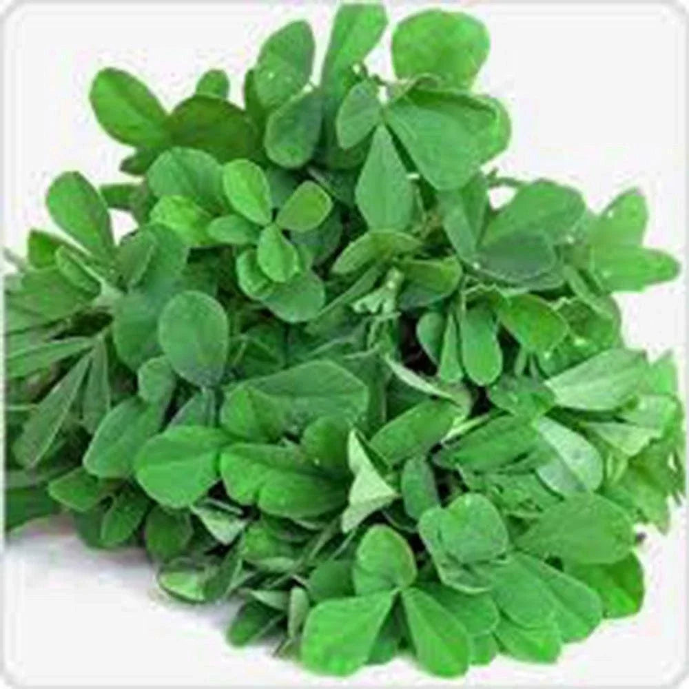 Fenugreek Herb Seeds - Heirloom Trigonella foenum-graecum, 50+ Seeds for Culinary & Medicinal Use