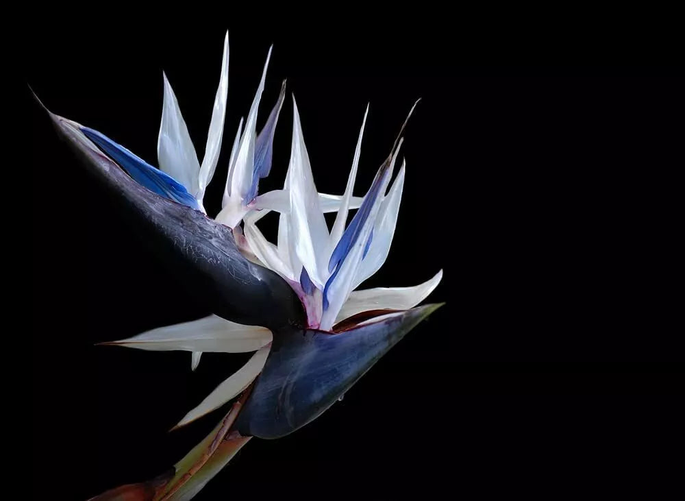 Bird of Paradise Seeds, 5 Pack, White Variety, Indoor Plant or Bonsai, Strelitzia nicolai