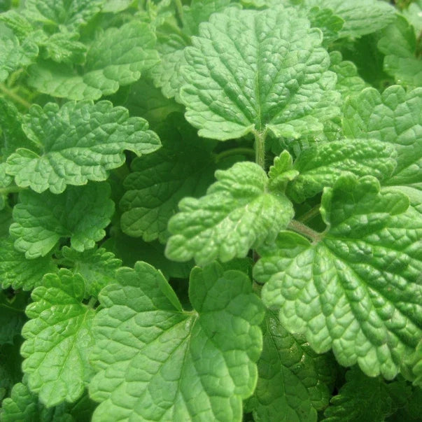 Lemon Catnip Seeds – 300 Heirloom Non-GMO Nepeta cataria Var. citriodora for Cats & Herbs
