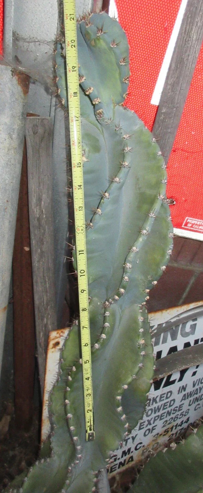 Columnar Cactus Cutting 21" Monstrose Cereus Peruvianus Spiralis, Succulent, Drought-Tolerant, Indoor & Outdoor Plant