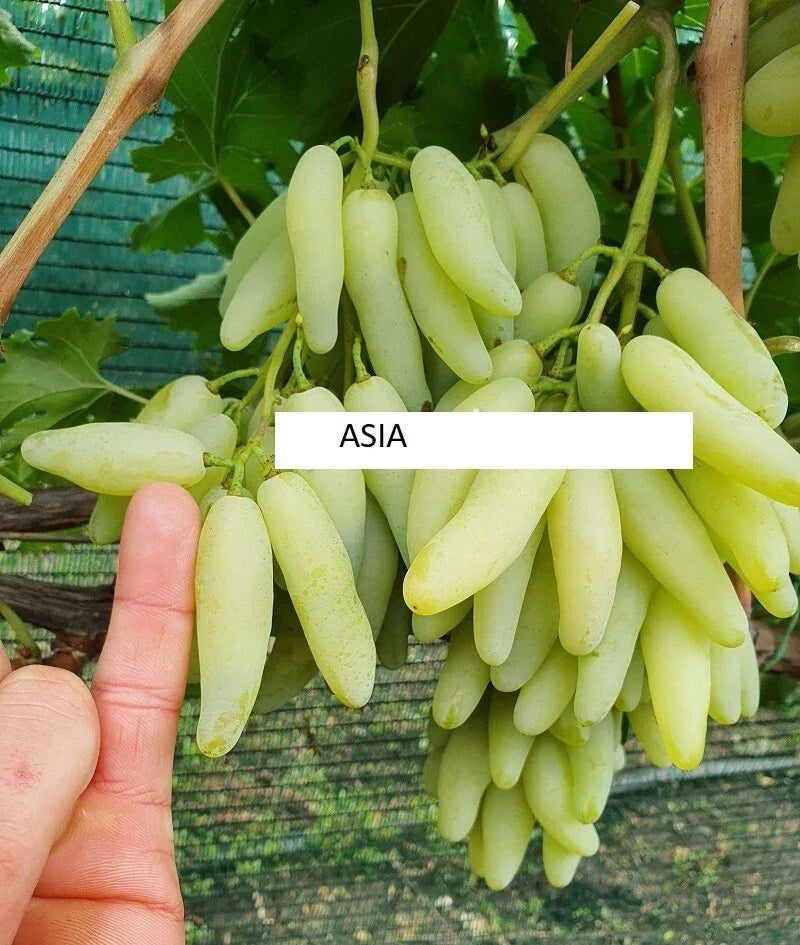 Seedless Grape Vine Cuttings - Asia Variety, 5 Rooting Grafting Cuttings, Vitis vinifera, Imported from Ukraine