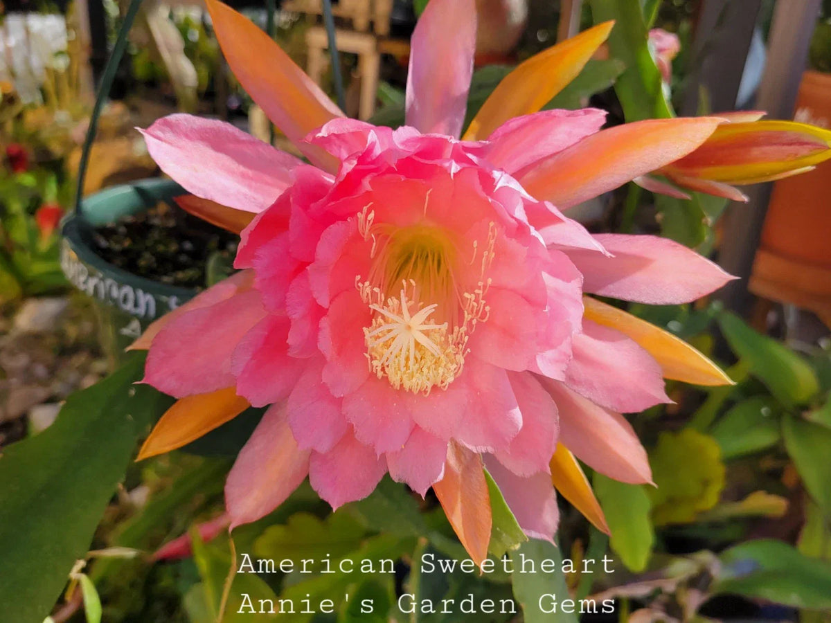 Unrooted Epiphyllum oxypetalum Cutting - American Sweetheart - 8-10 Inches for Indoor Garden Propagation