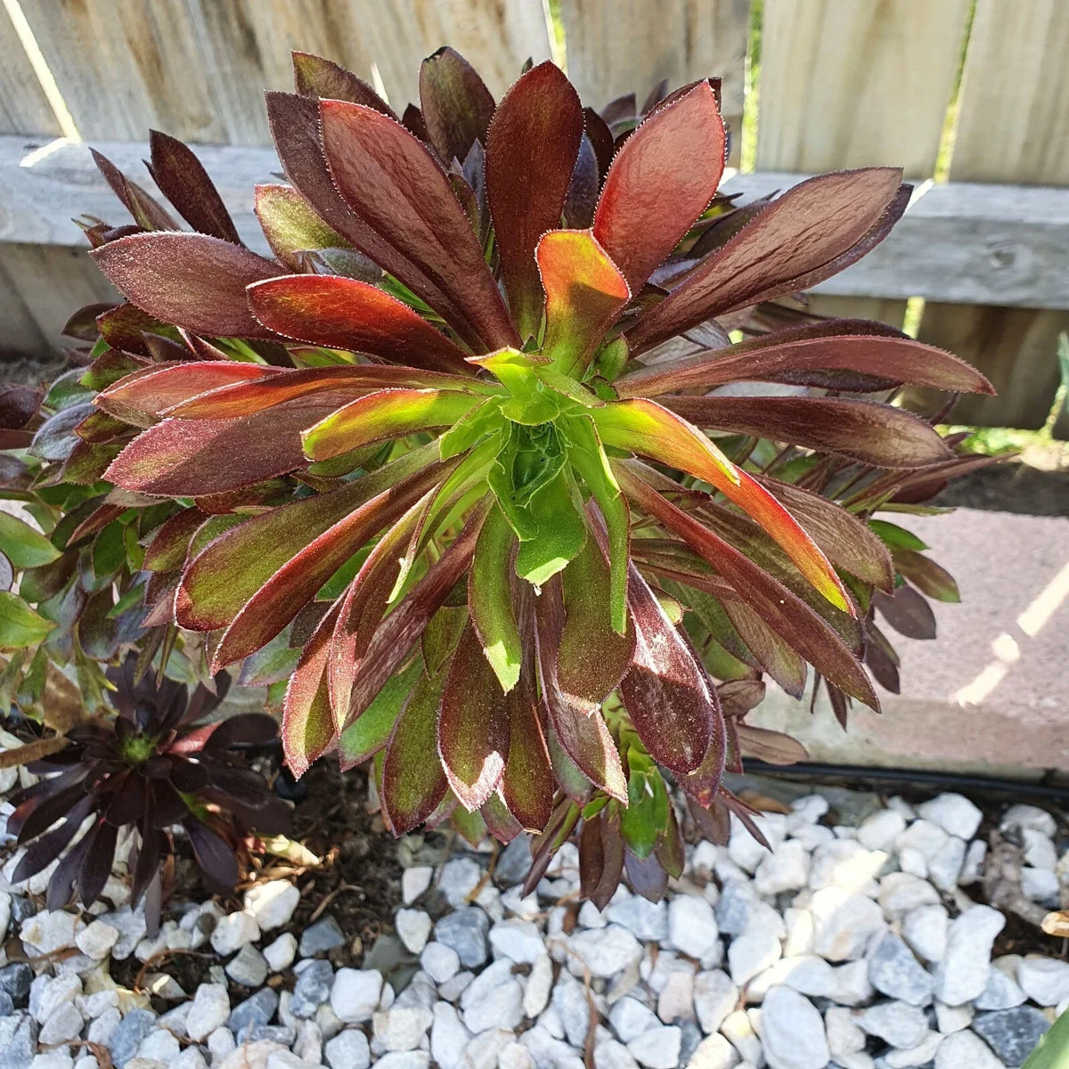 Aeonium Merlot Succulent Cuttings - Purple Green Center - 2" or 4" Pot - Indoor and Outdoor Garden Plant