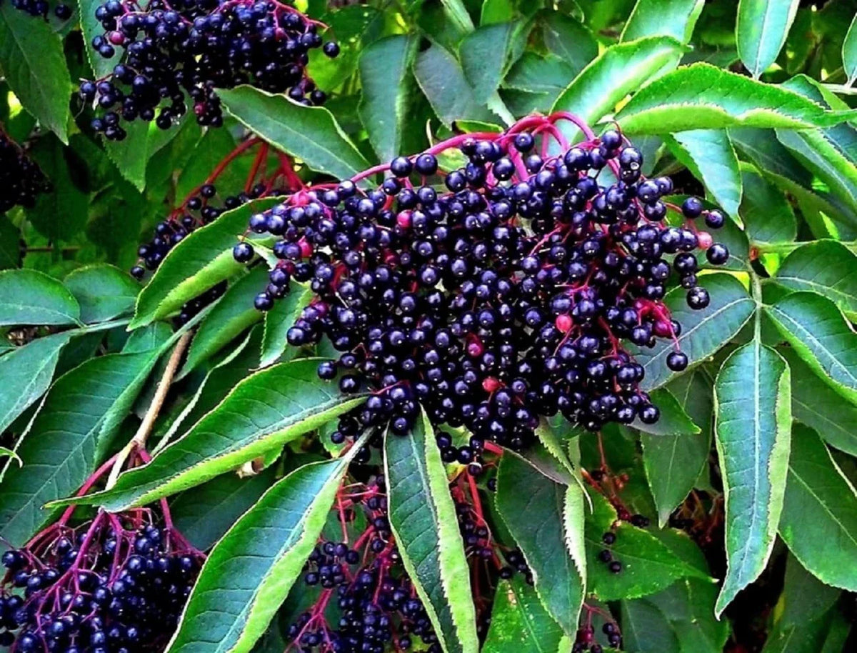 American Elderberry Seeds - 250 Non-GMO Sambucus Canadensis Seeds for Organic Gardening