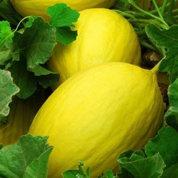Canary Melon Seeds – Heirloom Non-GMO Cucumis melo for Juicy Yellow Fruit, Garden Planting Pack of 25+ Seeds