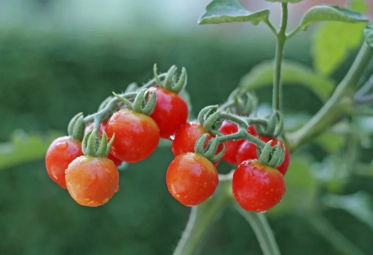 Tiny Tim Cherry Tomato Seeds - Dwarf Solanum lycopersicum for Containers, Non-GMO, 15 Seeds
