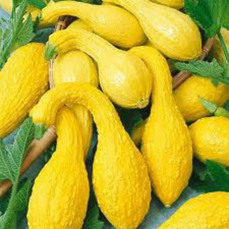 Yellow Crookneck Summer Squash Seeds - Non-GMO Cucurbita pepo, Compact Bush Plant, Various Sizes